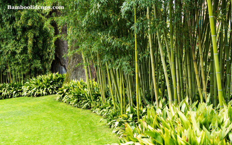 Bamboo garden