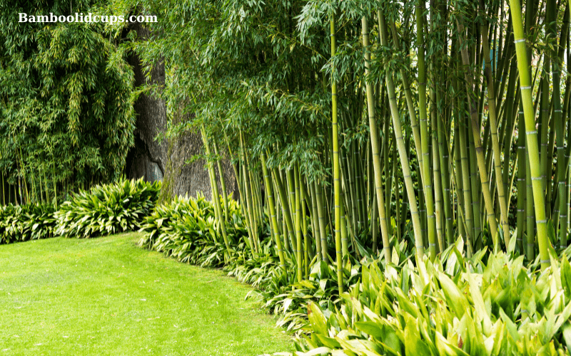 Bamboo-Garden-2