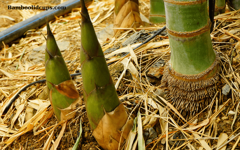 Bamboo-Garden-3