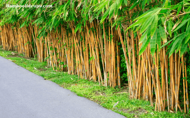 Bamboo-Garden-4