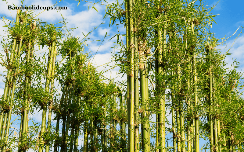 Bamboo-Garden-9