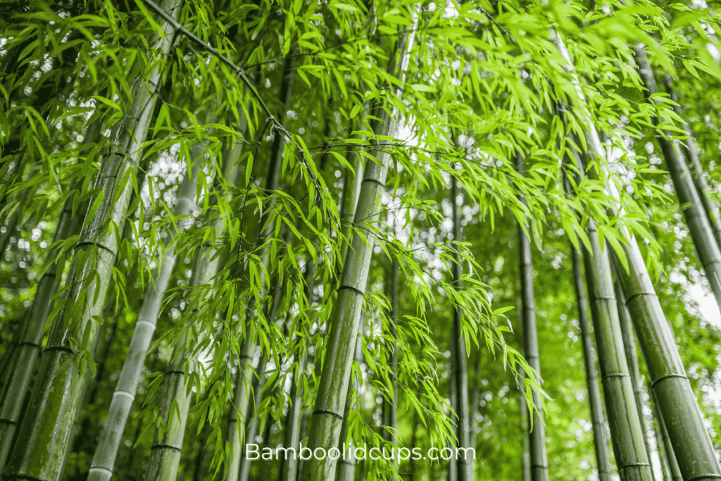 Fun-facts-about-bamboo-1