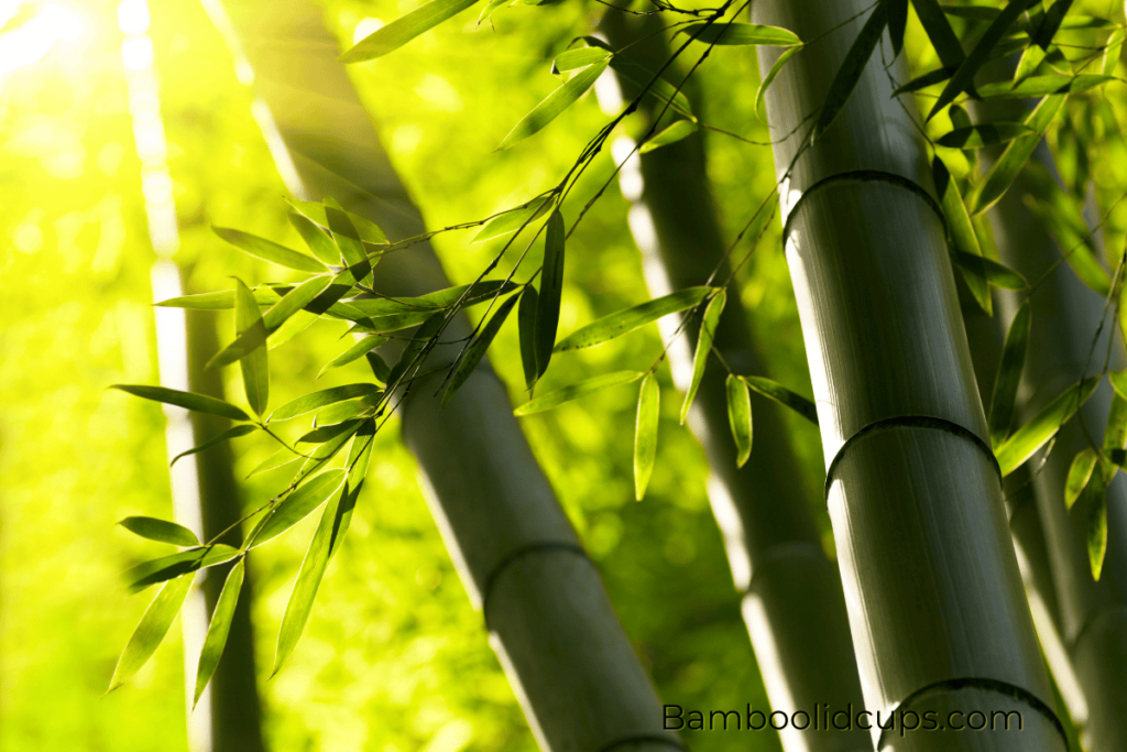 Fun-facts-about-bamboo-4