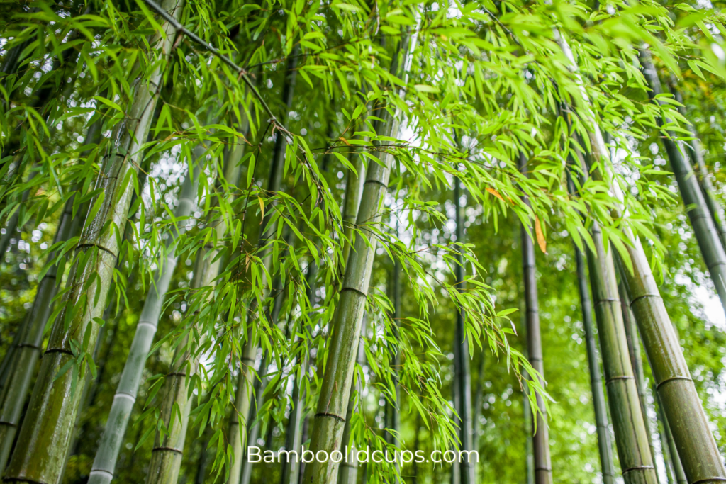 Why-is-bamboo-a-grass-1