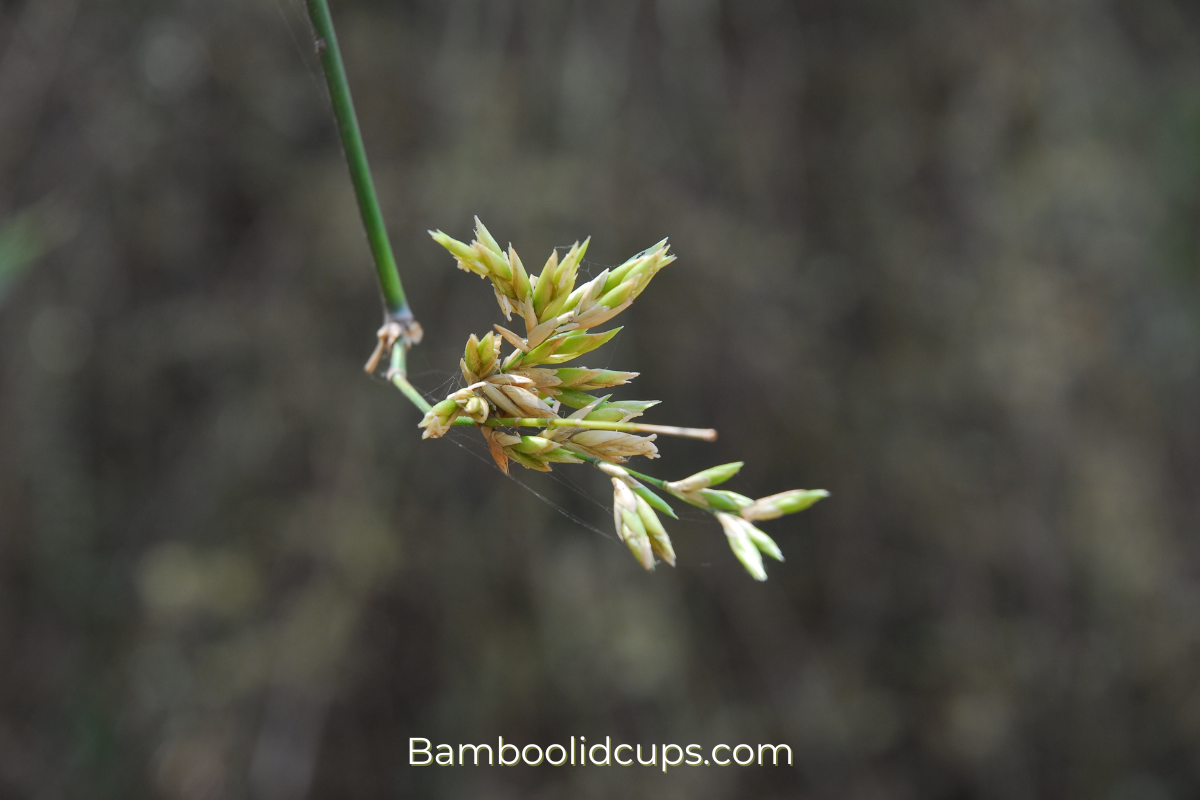 Why-is-bamboo-a-grass-3