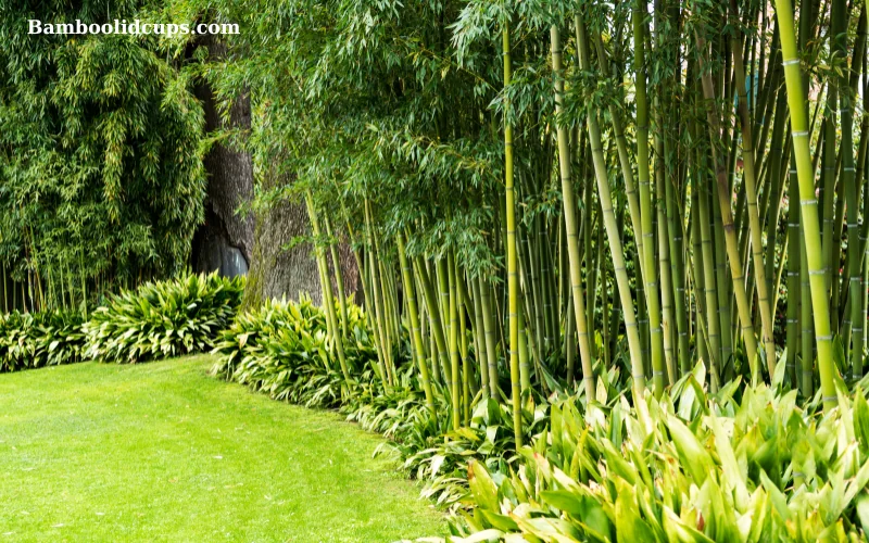 Bamboo garden